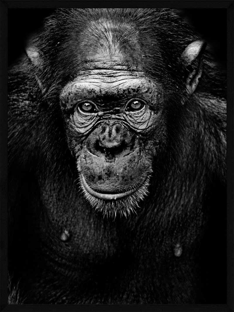 Se Portræt af en chimpanse hos POSTERSbyUS