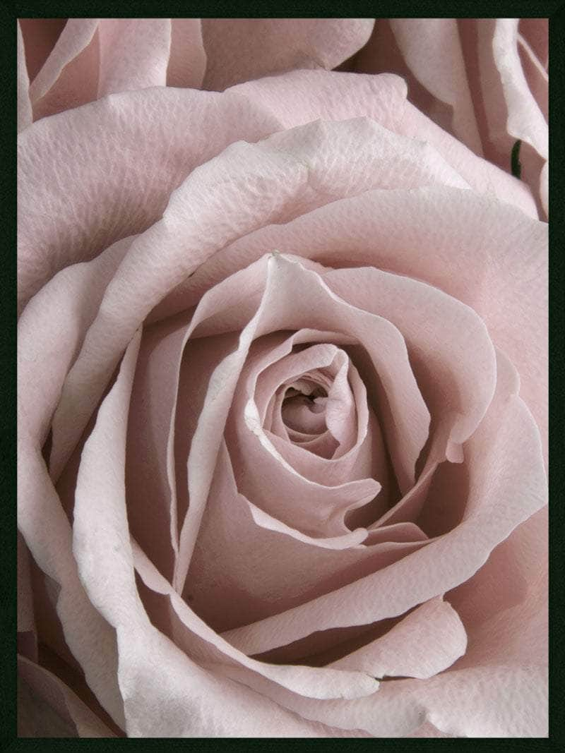 Billede af Rose closeup plakat