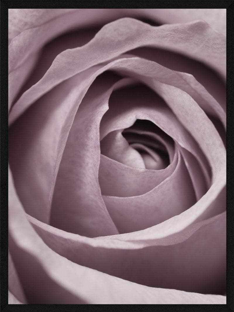 Billede af Rose spiral plakaten