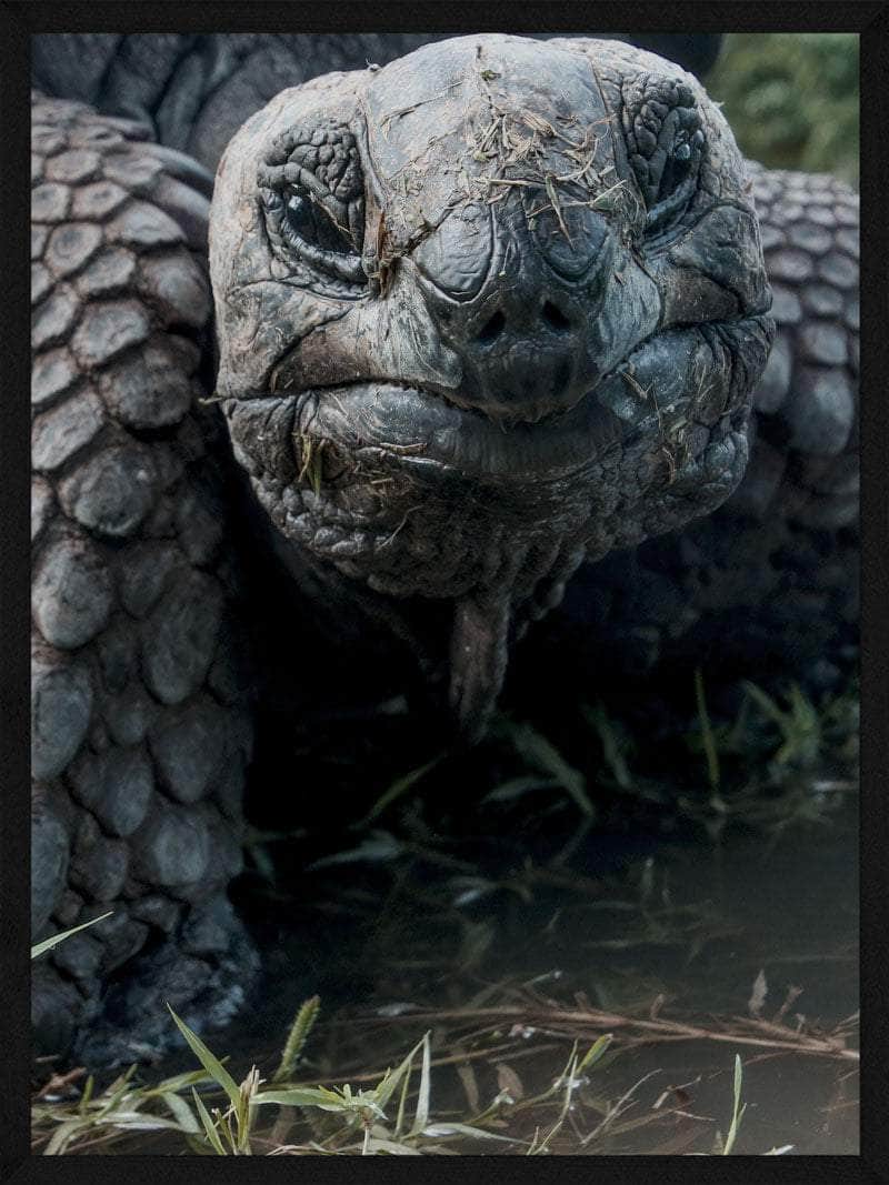 Billede af Skildpadde close-up plakat