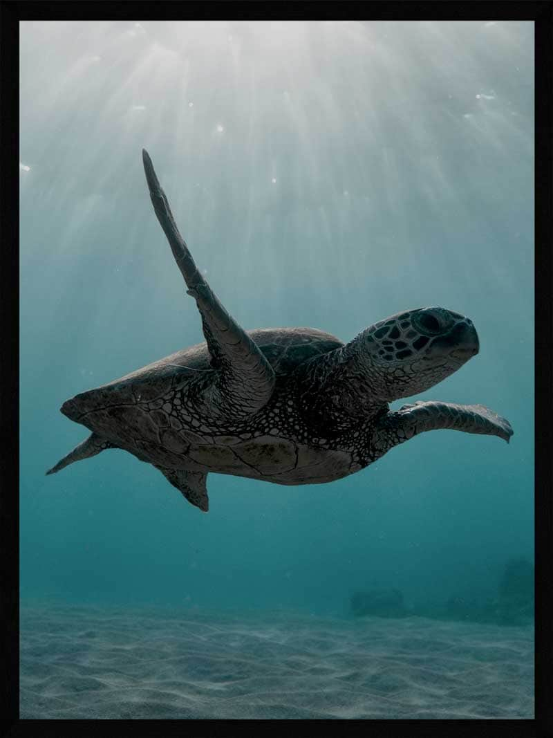 Billede af Skildpadde under havet - Plakat