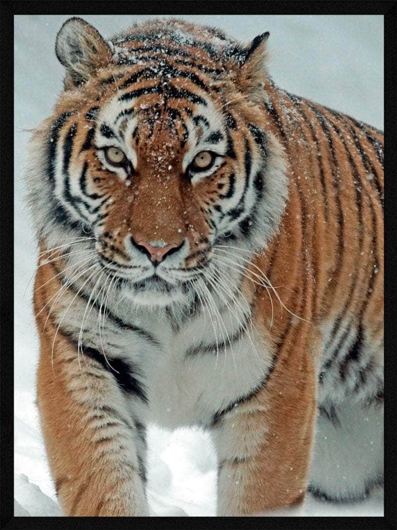 Billede af Tiger i sneen - plakat