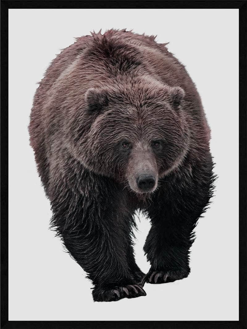Billede af Grizzlybjørn hvid baggrund - Plakat