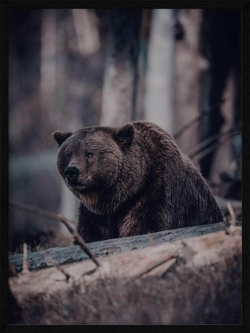 Billede af Grizzlybjørn - Plakat