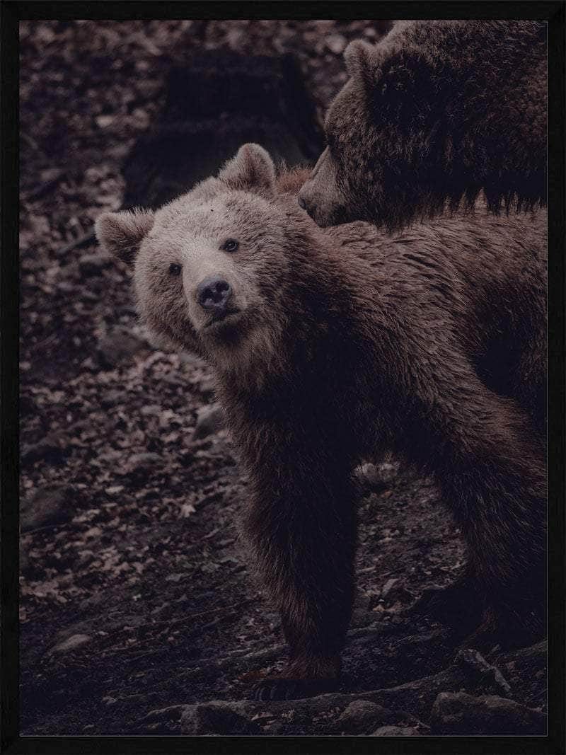 Se Grizzlybjørne unge - Plakat hos POSTERSbyUS