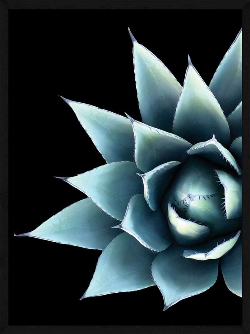 Billede af Kaktus blomst - Plakat