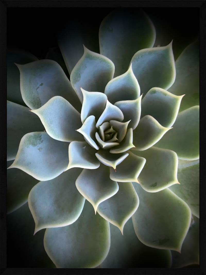 Billede af Kaktus - Plakat