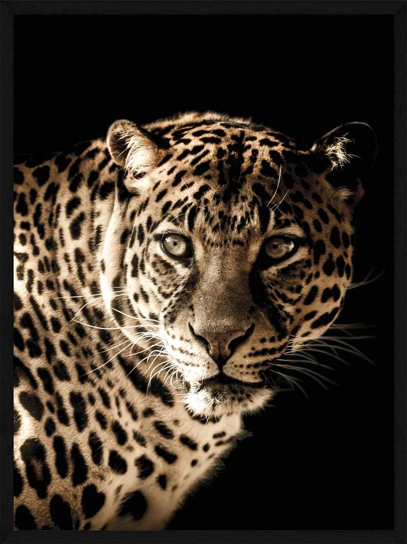 Billede af Leopard - Plakat
