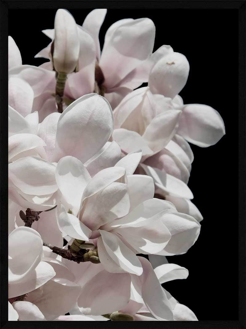 Billede af Magnolia - Plakat