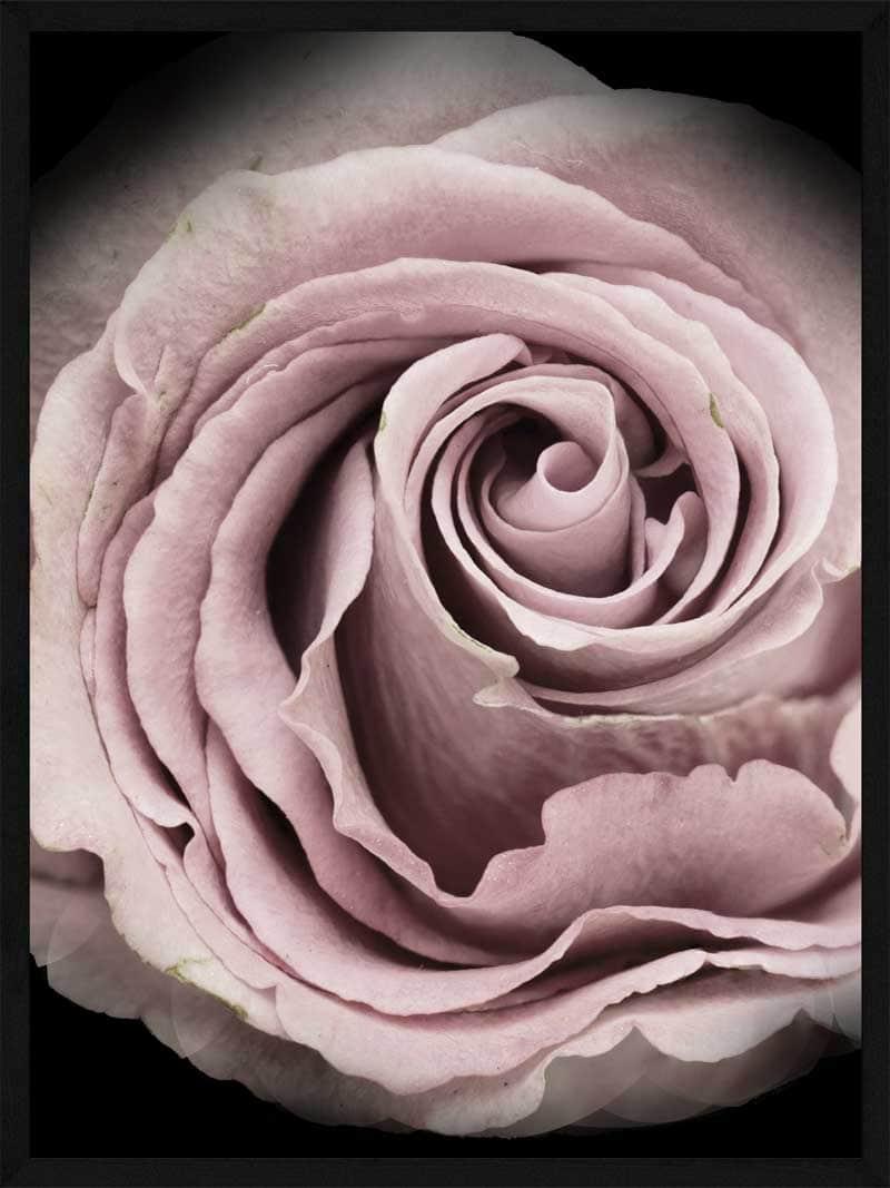 Billede af Rose - Plakat