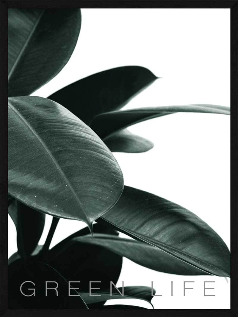 Billede af Rubber plant - Plakat