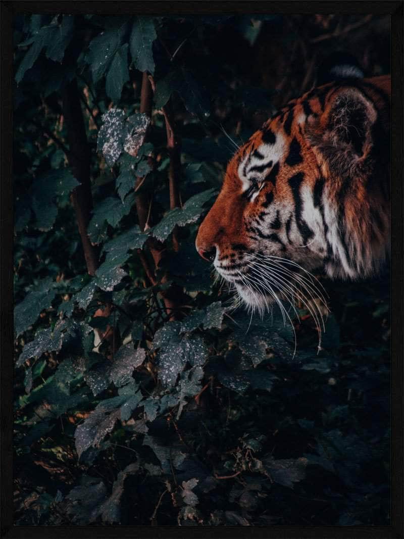 Billede af Tiger i junglen - Plakat