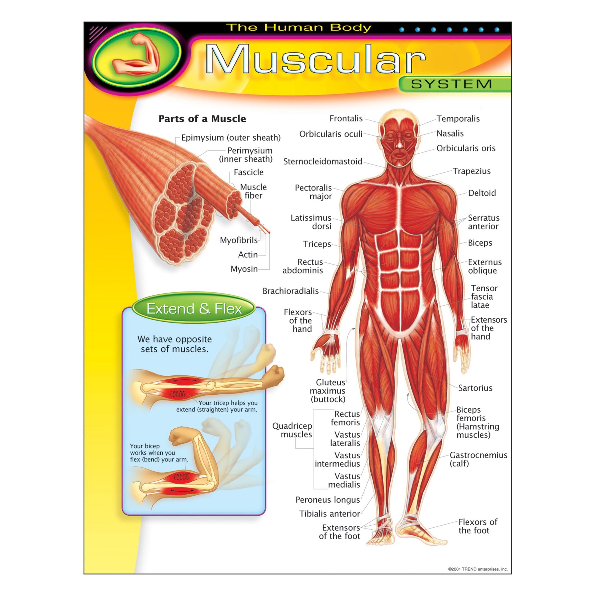 learning-chart-the-human-body-muscular-system-t38095-trend