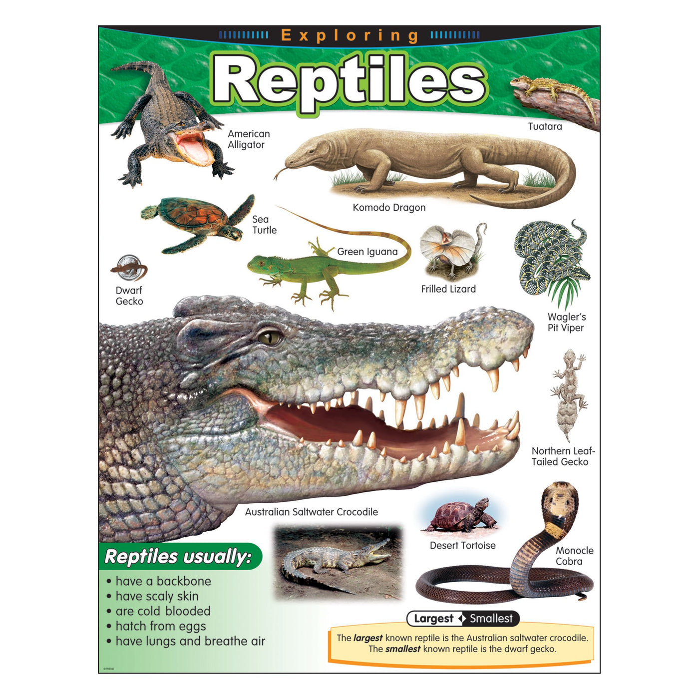 Learning Chart Exploring Reptiles T38181 — TREND enterprises, Inc.