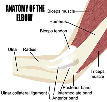 muscles and ligaments of the elbow