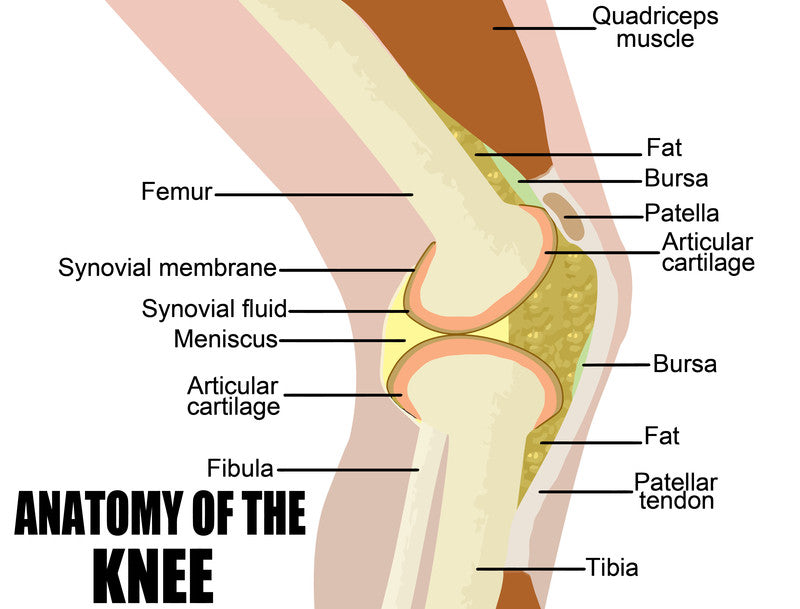 anatomy of the knee