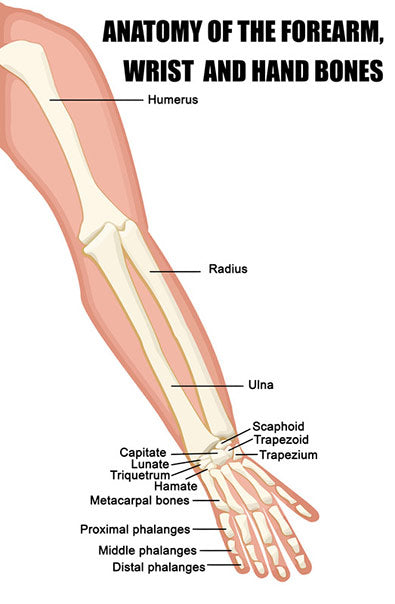 view of wrist bones, tendons, ligaments