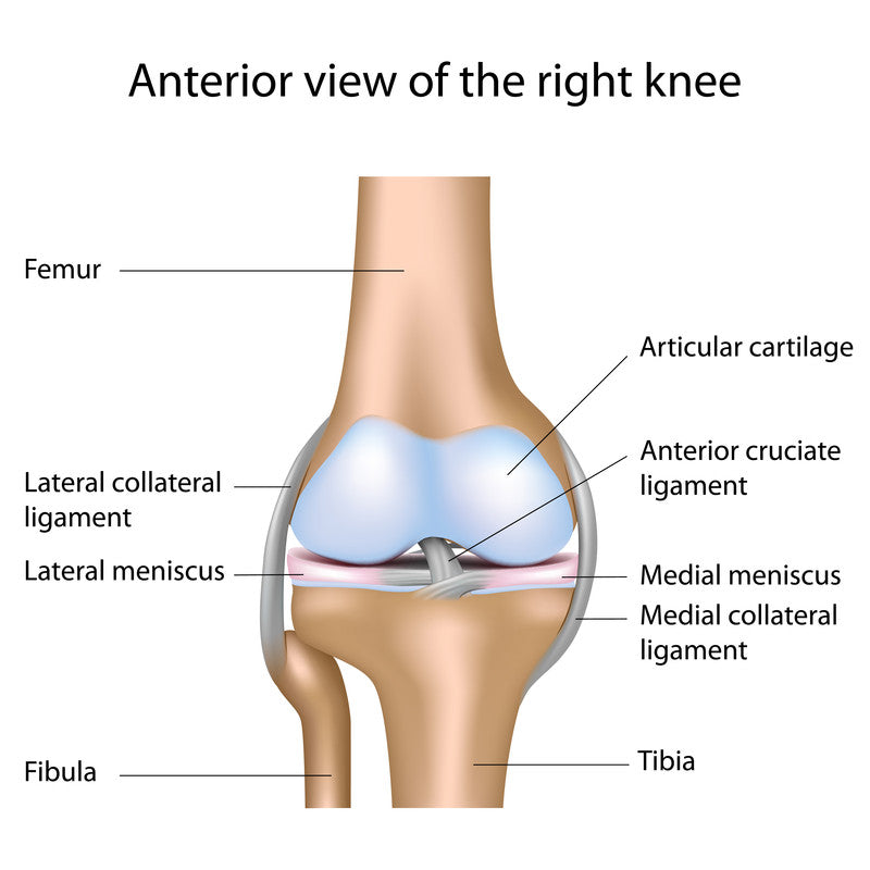 anterior knee joint