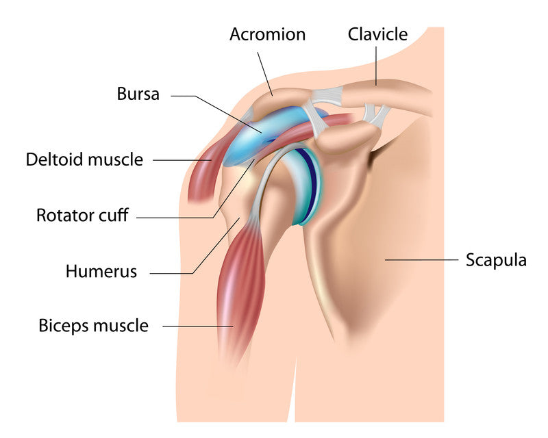 shoulder joint with normal sized bursa