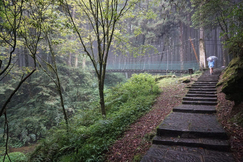 Stairways at Alishan National Park, Taiwan