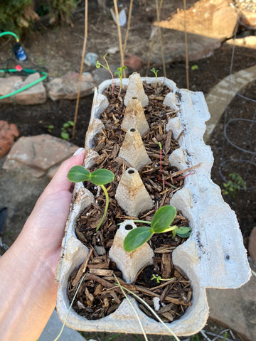 Growing seedlings from egg cartons and planting in vegetable garden