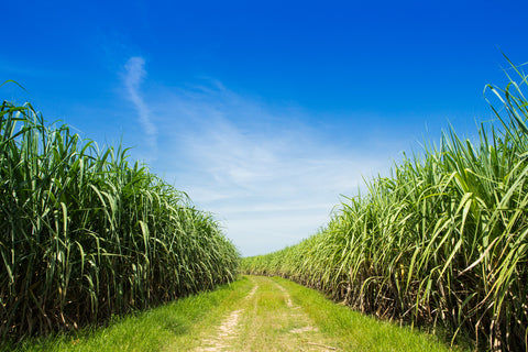 Sugar cane field