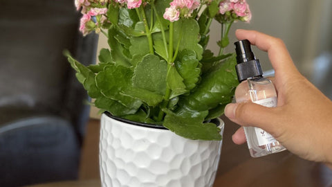 Reuse toner bottles as a plant spritzer