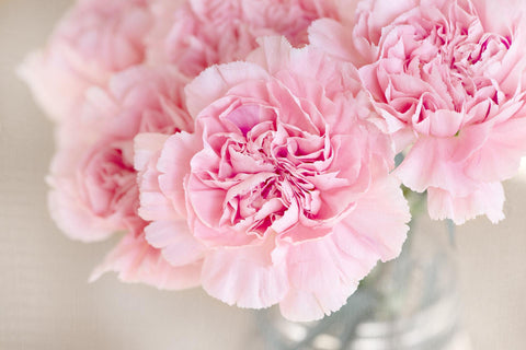 Carnation, 康乃馨, 玫瑰, 永生花, 香港保鮮花, 送禮, 女朋友, 生日, 母親節