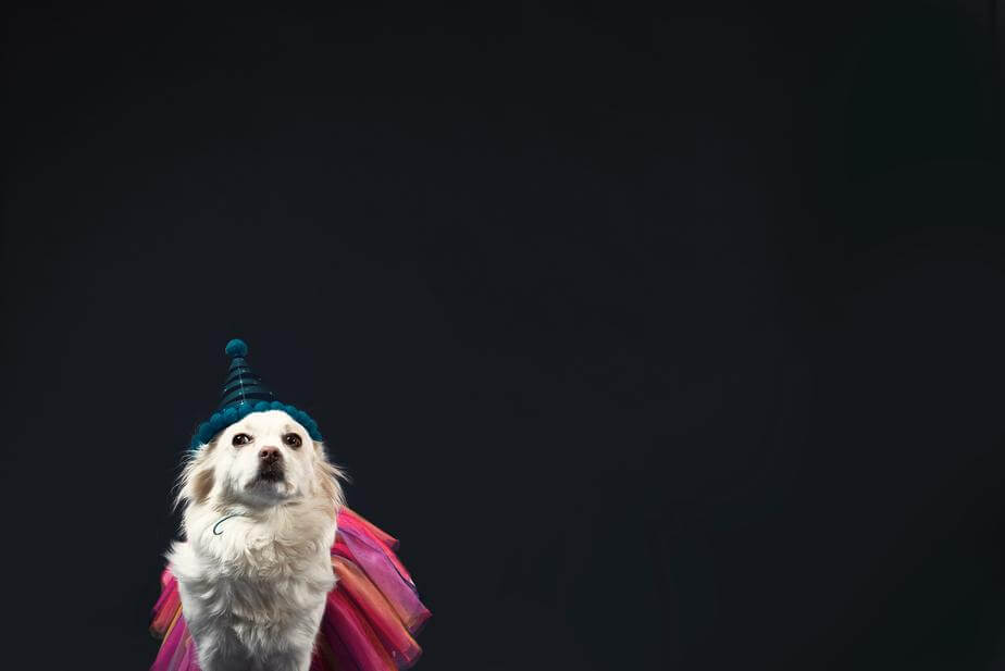 A white dog looks emotional in a wizard hat and princess dress