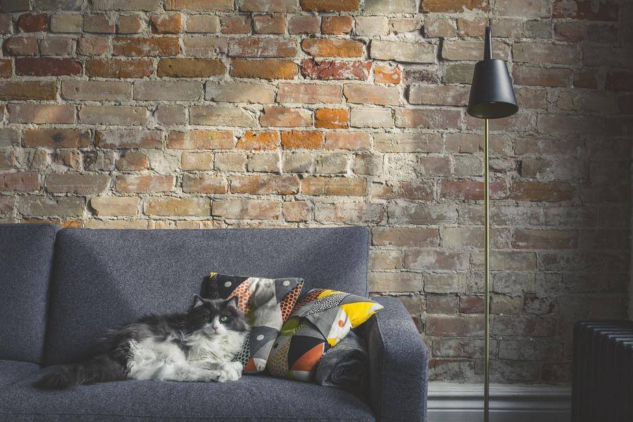 Long haired cat sitting on couch in front of brick wall