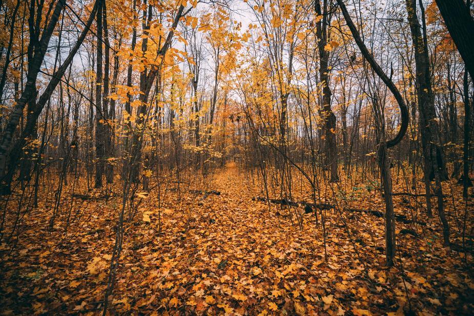 Looking straight down a pathway in a forest in autumn