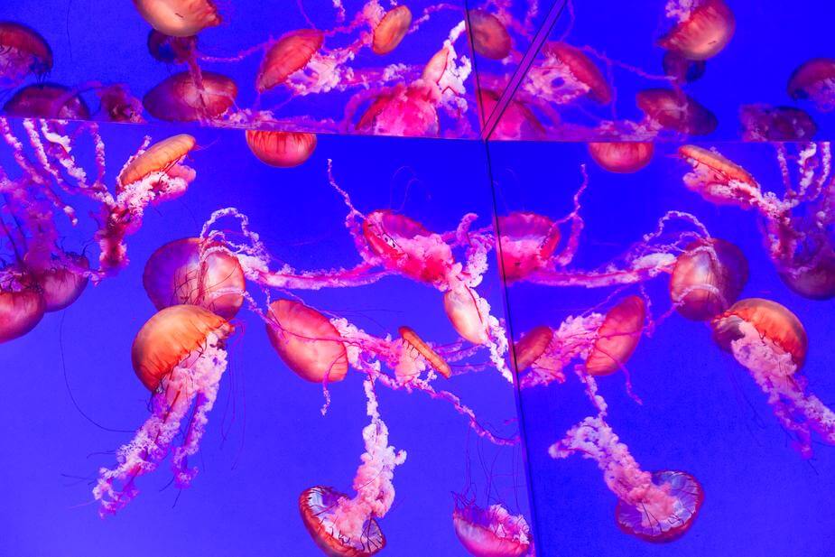 Pink jellyfish swim against a bright blue background in a mirrored tank