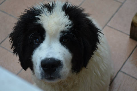 cucciola femmina di landseer