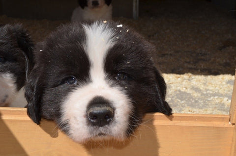 Cucciolo di Landseer Maschio