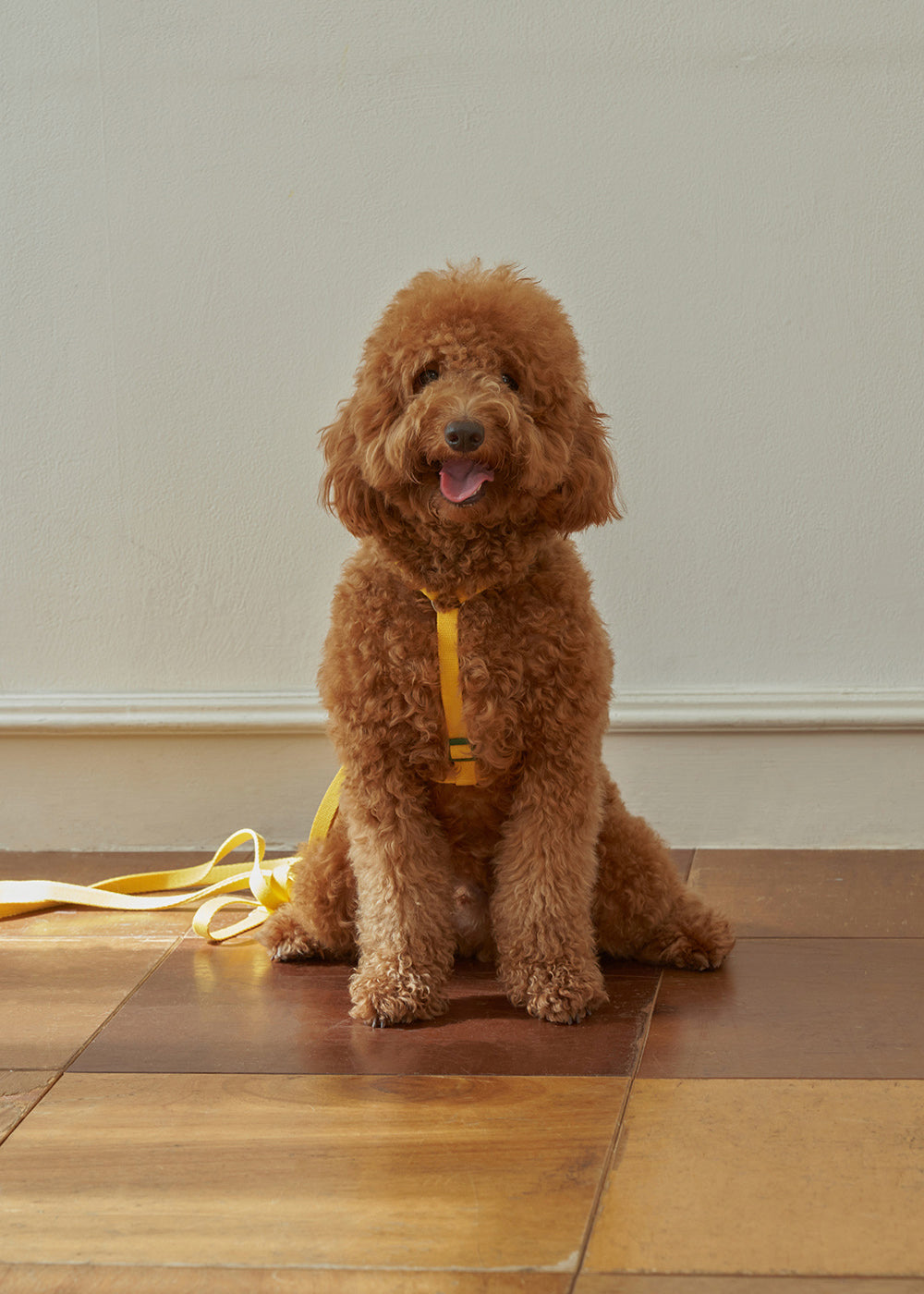 High teen H type harness (Yellow)