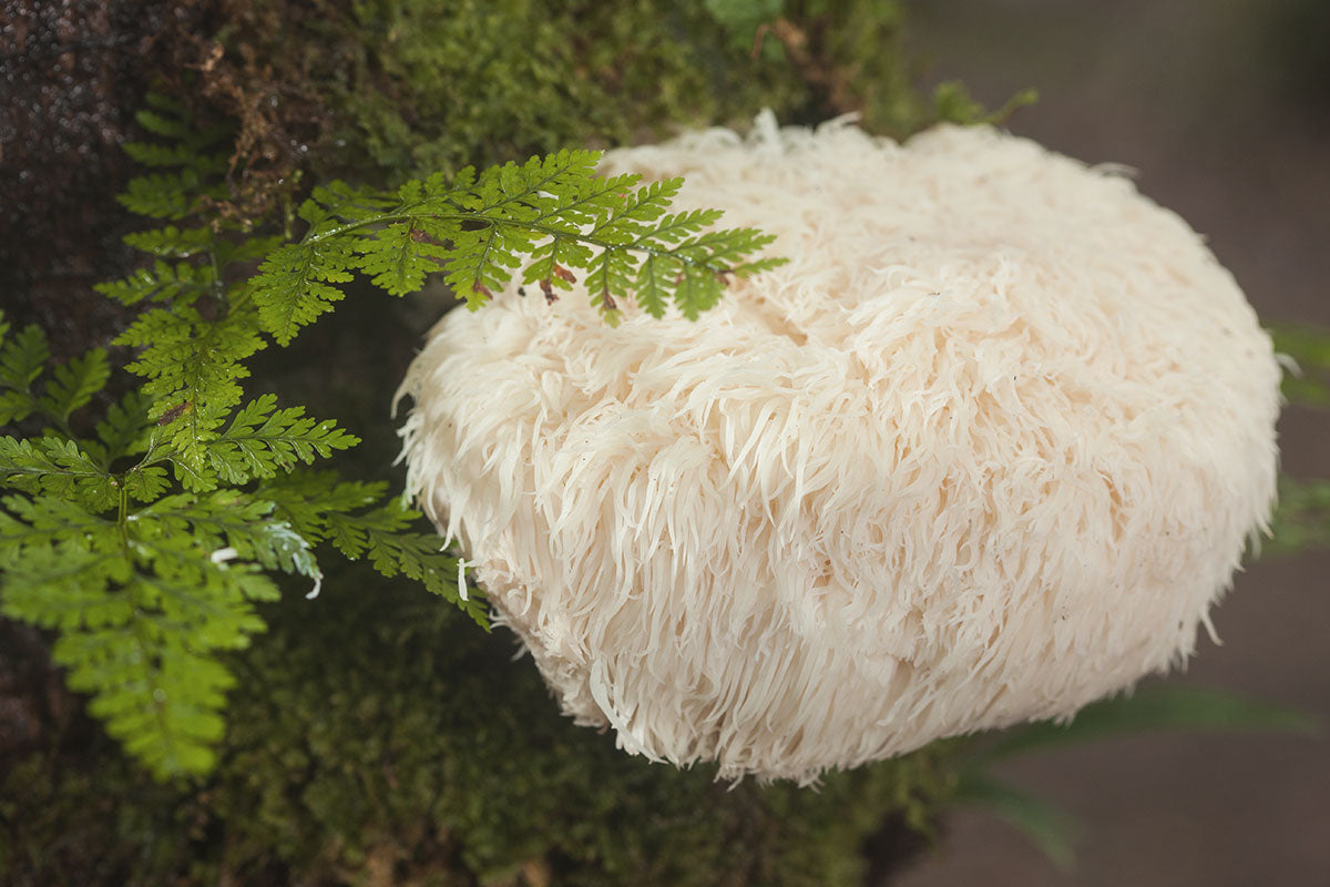 Lions Mane Mushroom