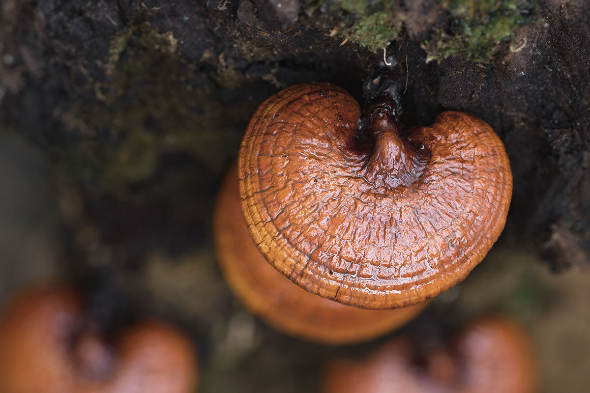 reishi mushroom