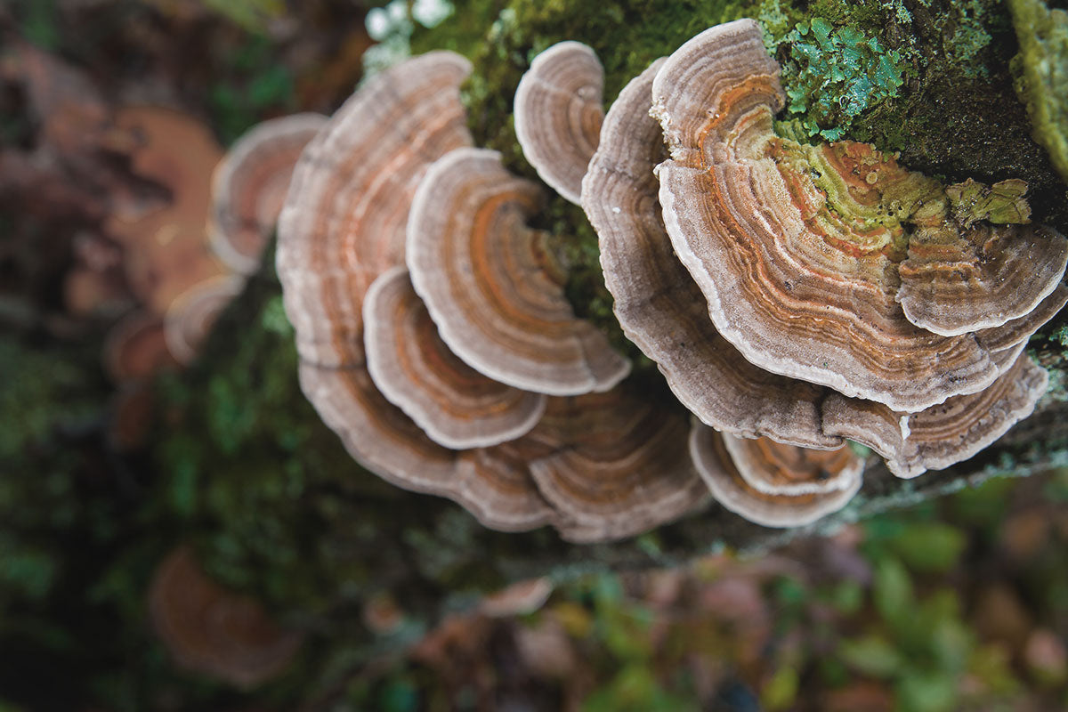 turkey tail mushroom grown on tree trunk