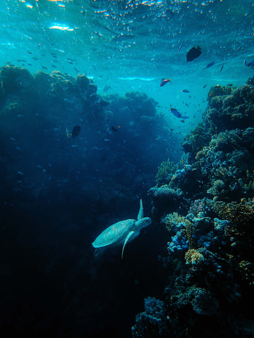 Vedenalainen kuva jossa koralliriuttaa, kilpikonna ja kaloja.