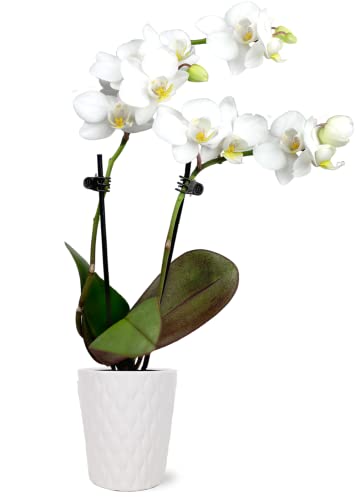 Square Wooden Basket 6 inch - Waldor Orchids