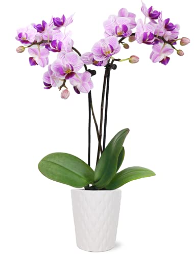 Square Wooden Basket 6 inch - Waldor Orchids