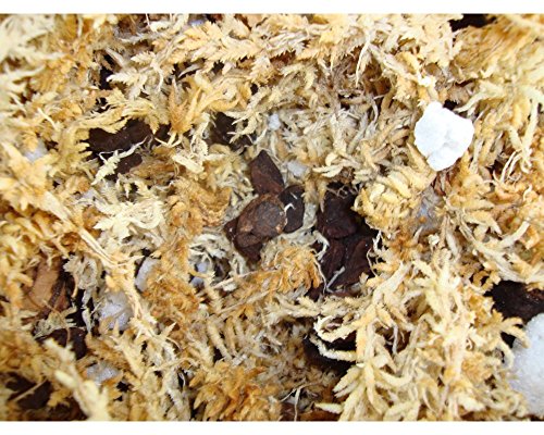 DUSPRO Big Bag Dried Forest Moss for Plant Propagation Sphagnum Moss Bulk for Orchid Repotting Mix Organic Soil Medium Bale Prem, Forest