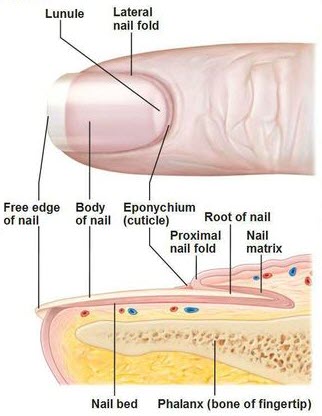 Thick Toenails: Causes, Symptoms, Treatment | Blister Prevention