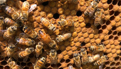 Mill Creek Apiary - bees working in the hive