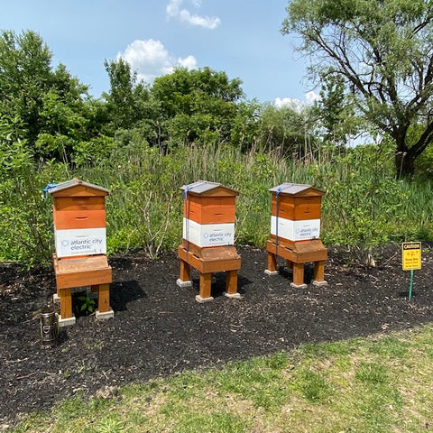 Beehives at Atlantic City Electric Campus Carneys Point NJ