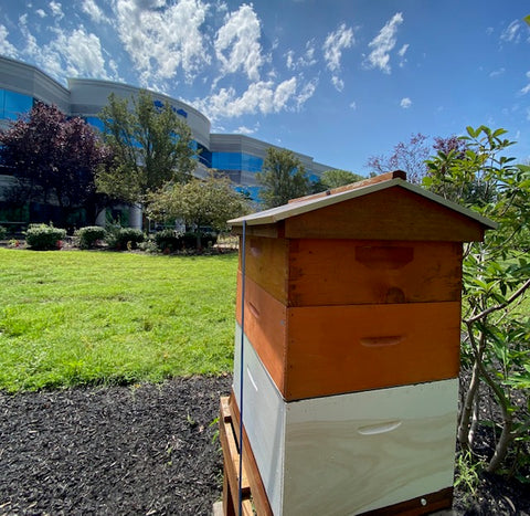 Beehives at Atlantic City Electric Campus Carneys Point NJ