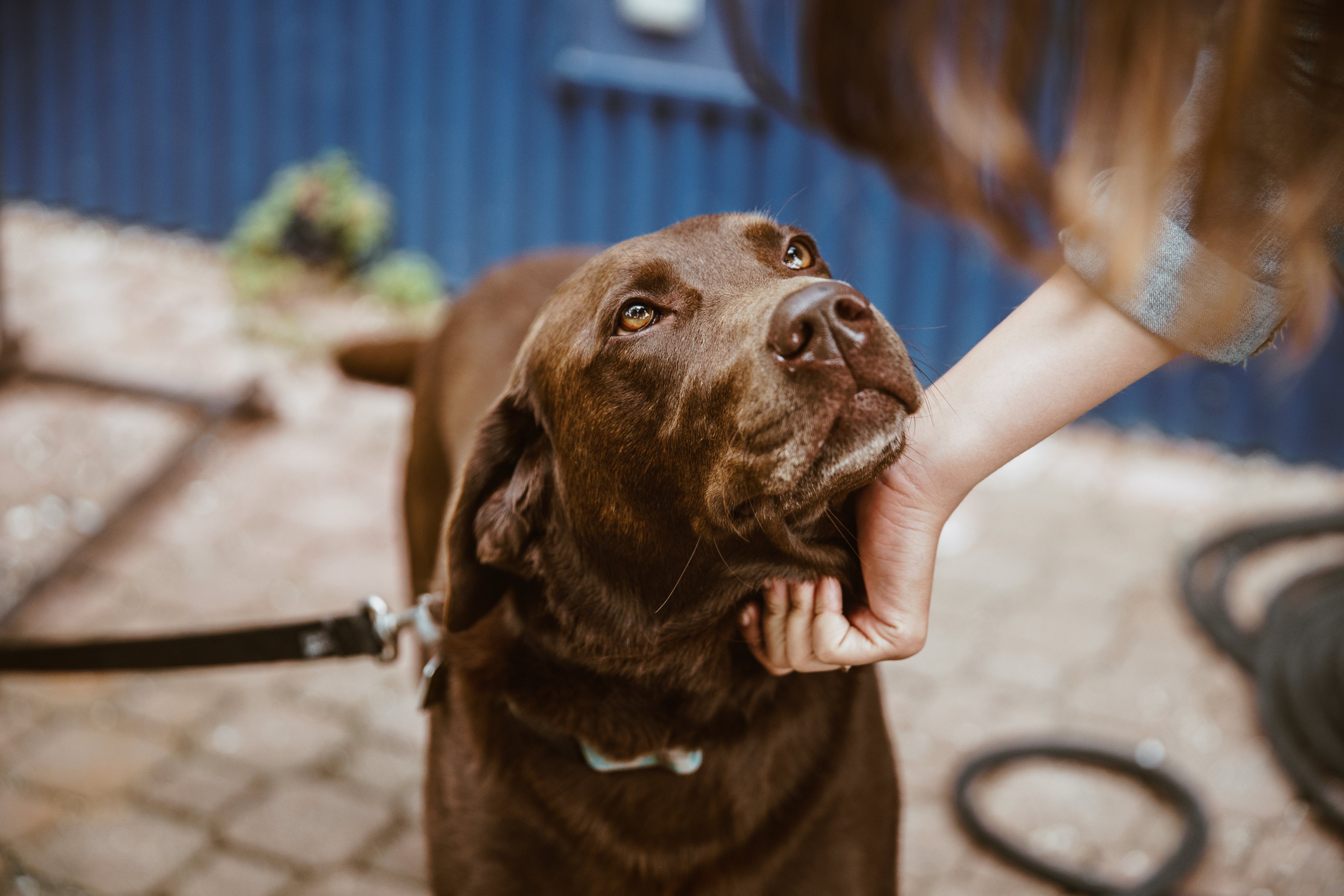 LED Dog Collar, Australia's Coolest Pet Supplies