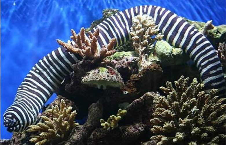 zebra eel