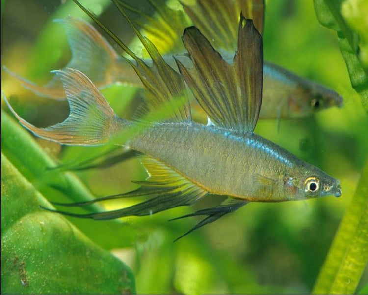 threadfin rainbowfish care