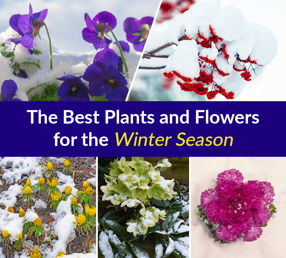 Winter Season Flowers Top 60 Beautiful Winter Flowers